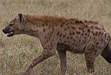 Spotted hyena, Ngorongoro crater
